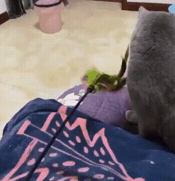 동물