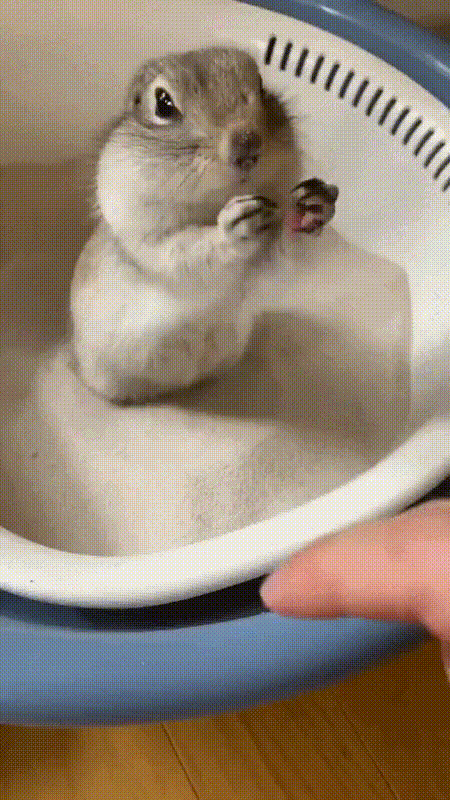 동물