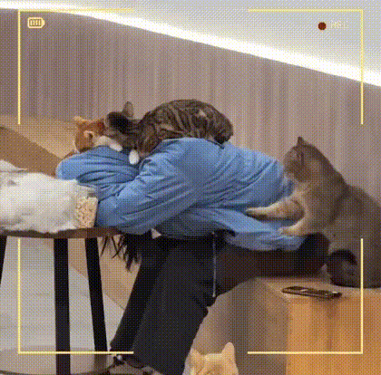 동물