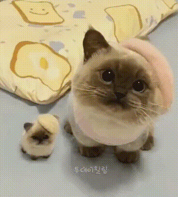동물