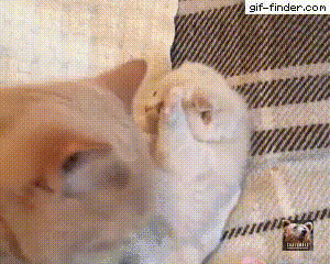 동물