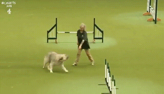 동물