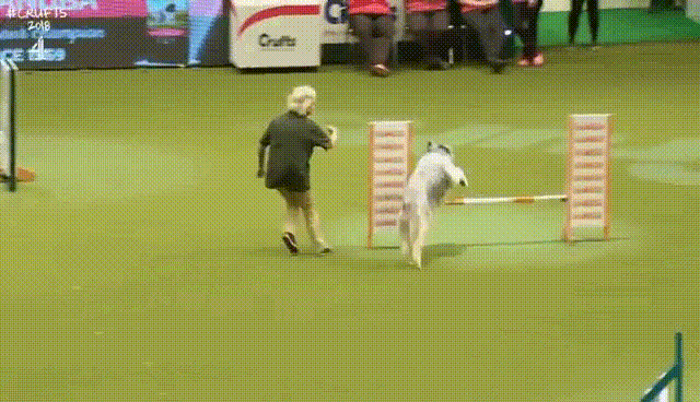 동물