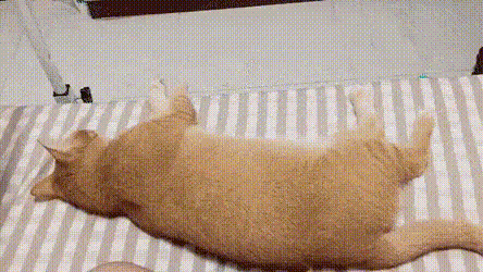 동물