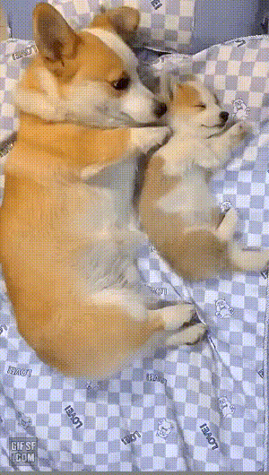 동물