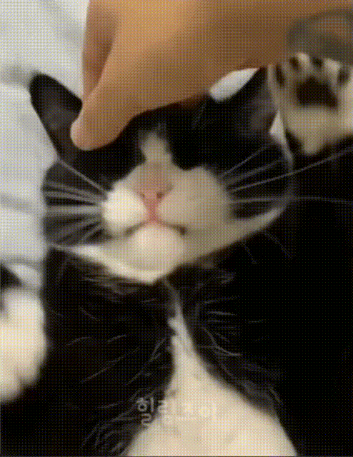 동물