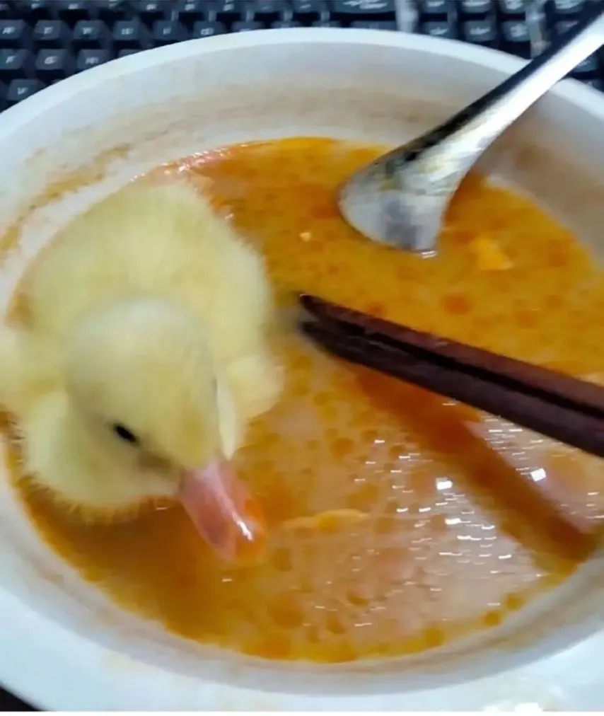 아기 오리 키울때 주의점