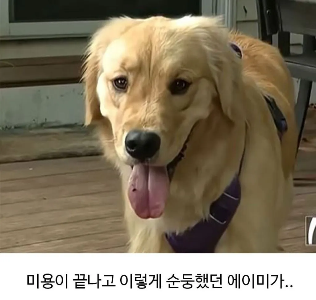 미용실 다녀온 후 표독해진 골댕이