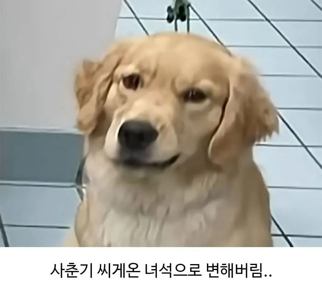 미용실 다녀온 후 표독해진 골댕이