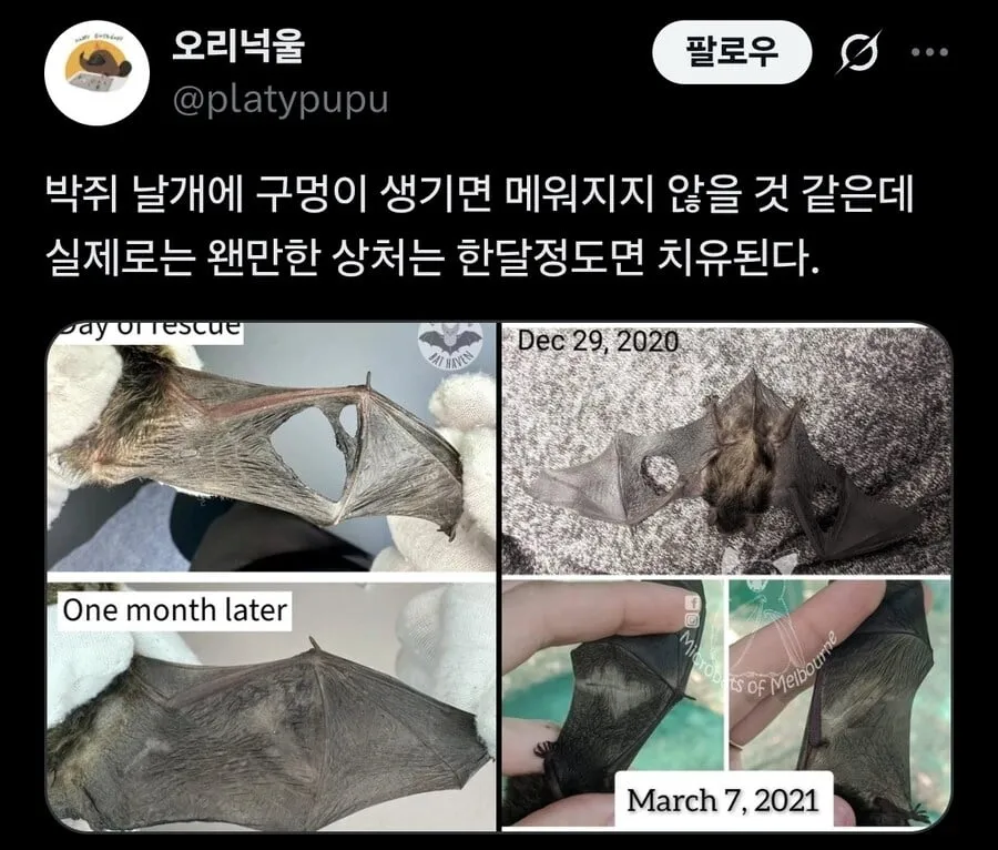 박쥐 날개가 찢어지면 생기는 일