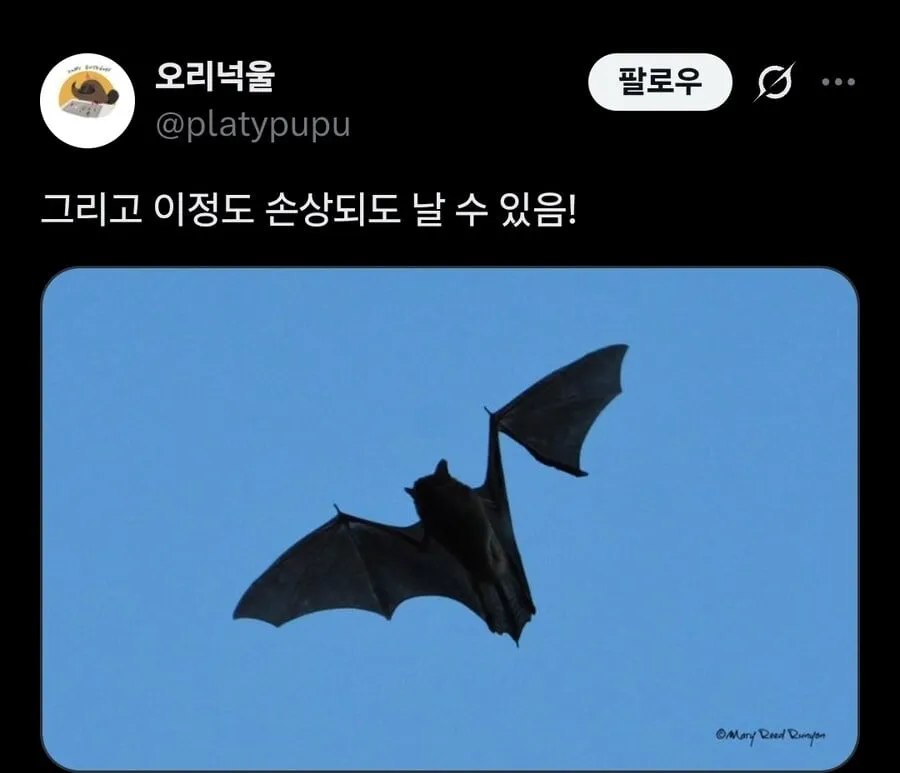박쥐 날개가 찢어지면 생기는 일