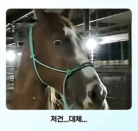 온몸에 줄무늬 문신한 친구 처음 봄
