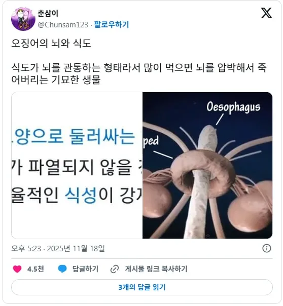 신기한 오징어의 뇌와 식도.jpg