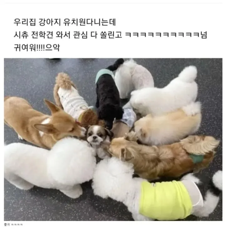 강아지 유치원의 전학견.jpg