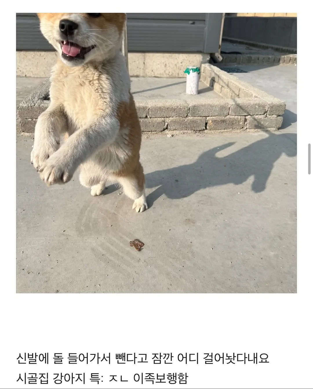 할머니집 시골 강아지랑 산책가기.jpg