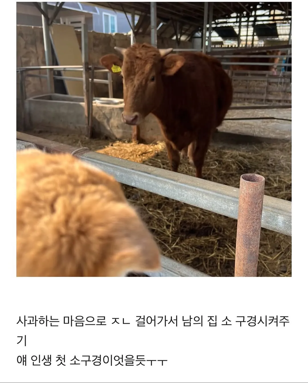 할머니집 시골 강아지랑 산책가기.jpg