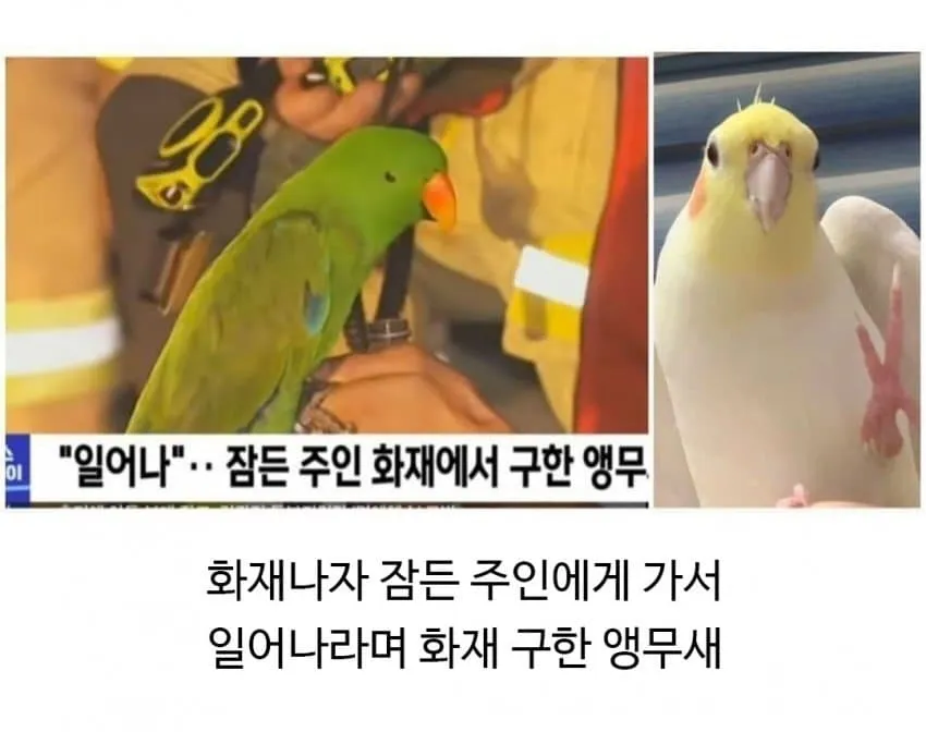 집 화재 났을때 애완동물 반응