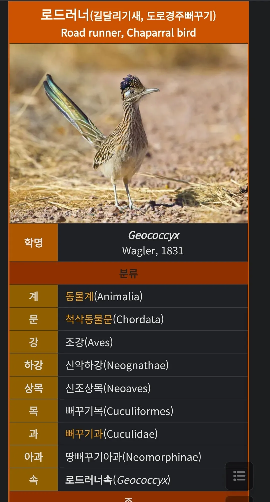 코요테 vs 로드러너