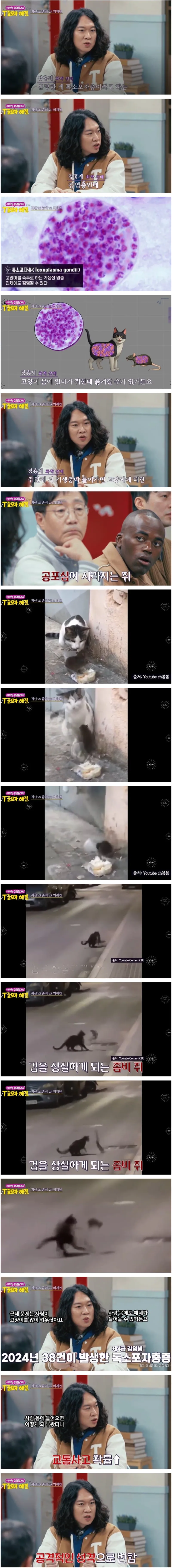고양이 키우는 사람들은 조심해야하는 것