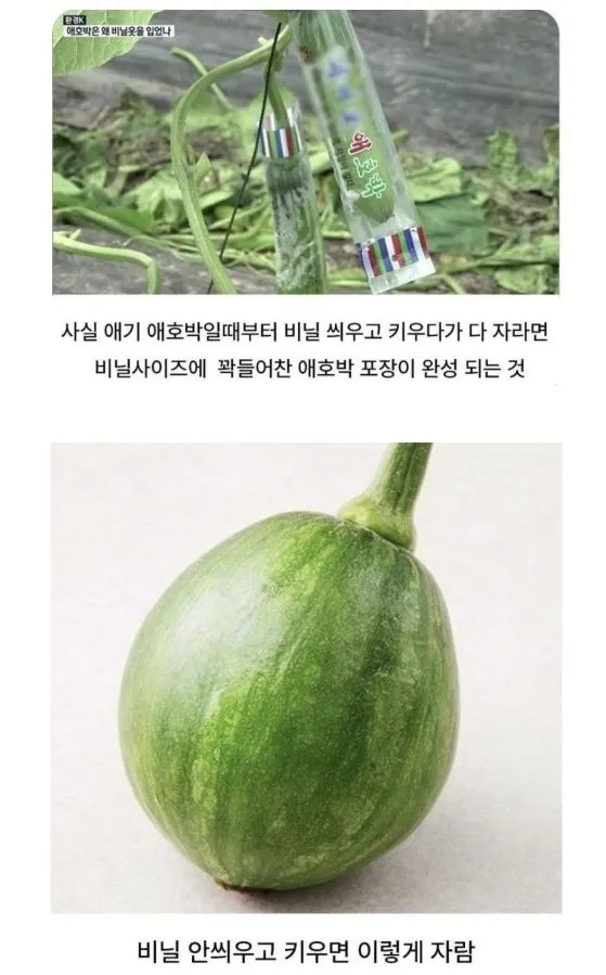 애호박의 원래 모습.