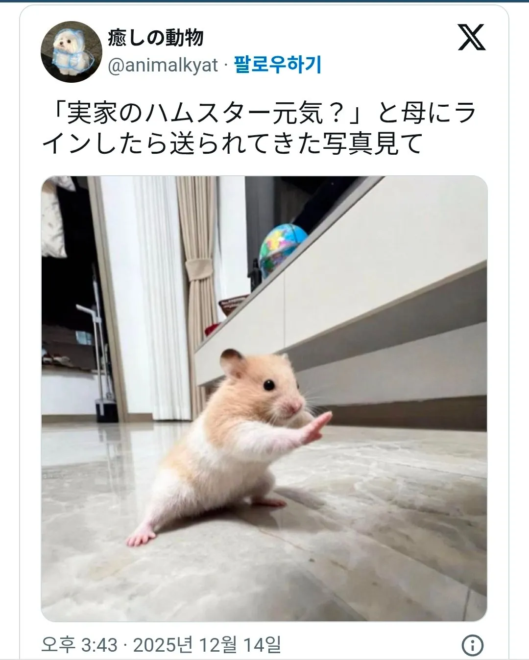 엄마한테 본가 햄스터는 잘 지내냐고 물어보니까 보내준 사진