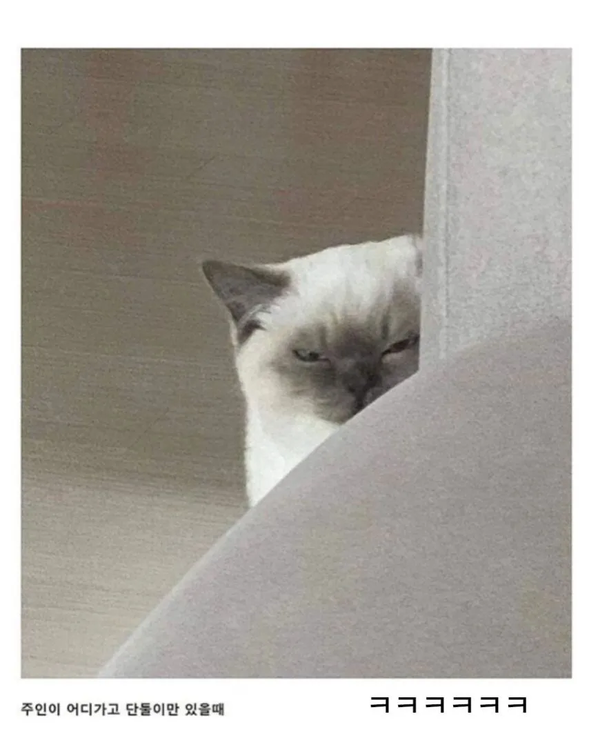 자꾸 나를 감시하는 친구네집 고양이