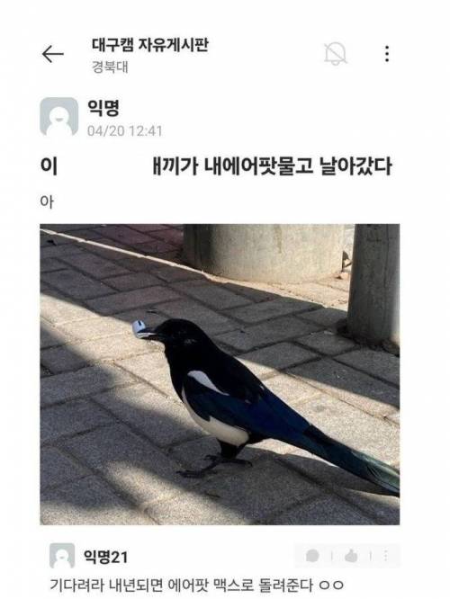 까치가 내 에어팟 훔쳐감-