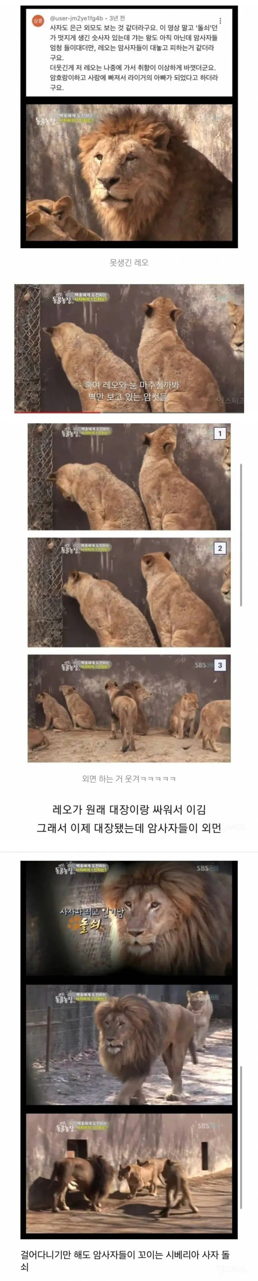 은근 외모를 본다는 사자들