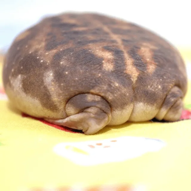 사막 개구리