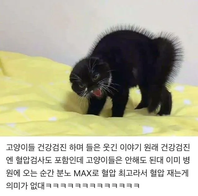 수의사 : 고양이는 혈압검사 필요없어요~~~