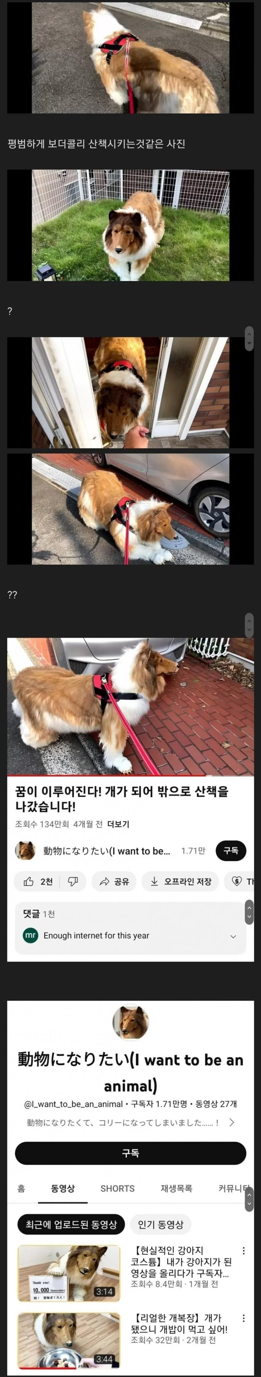 뭔가 수상한 보더콜리