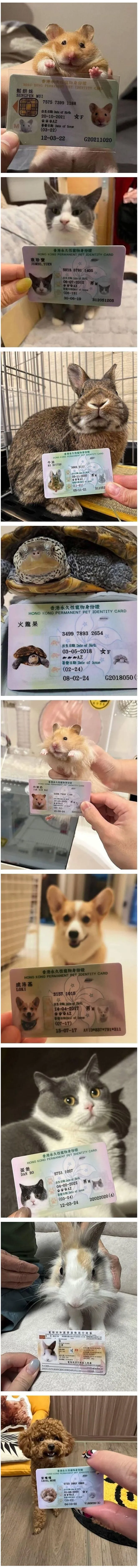 홍콩의 반려동물 신분증