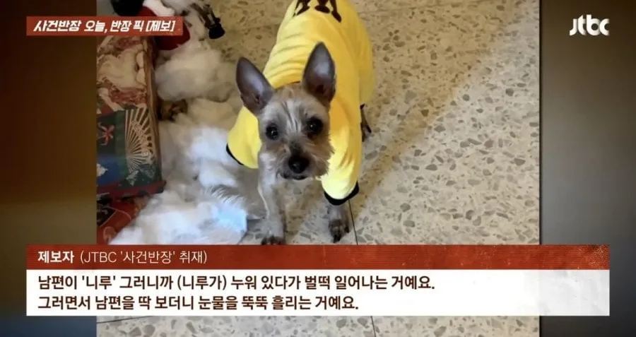 6년전 잃어버린 강아지가 돌아왔다