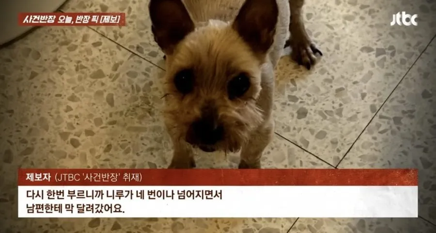 6년전 잃어버린 강아지가 돌아왔다