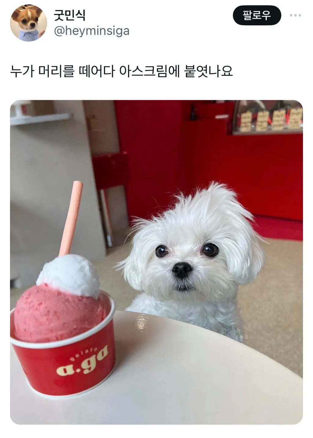 머리 뚜따당한 강아지