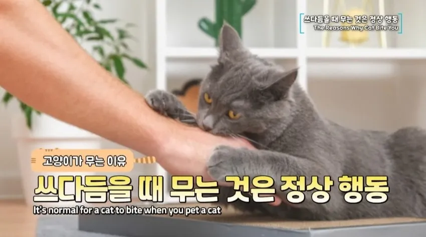 수의사가 말하는 고양이가 무는 이유
