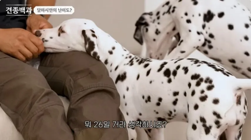 유튜브 개통령도 키우지 말라고 하는 개.jpg