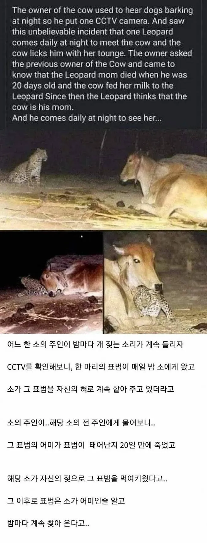 매일 밤 소를 찾아오는 표범의 사연