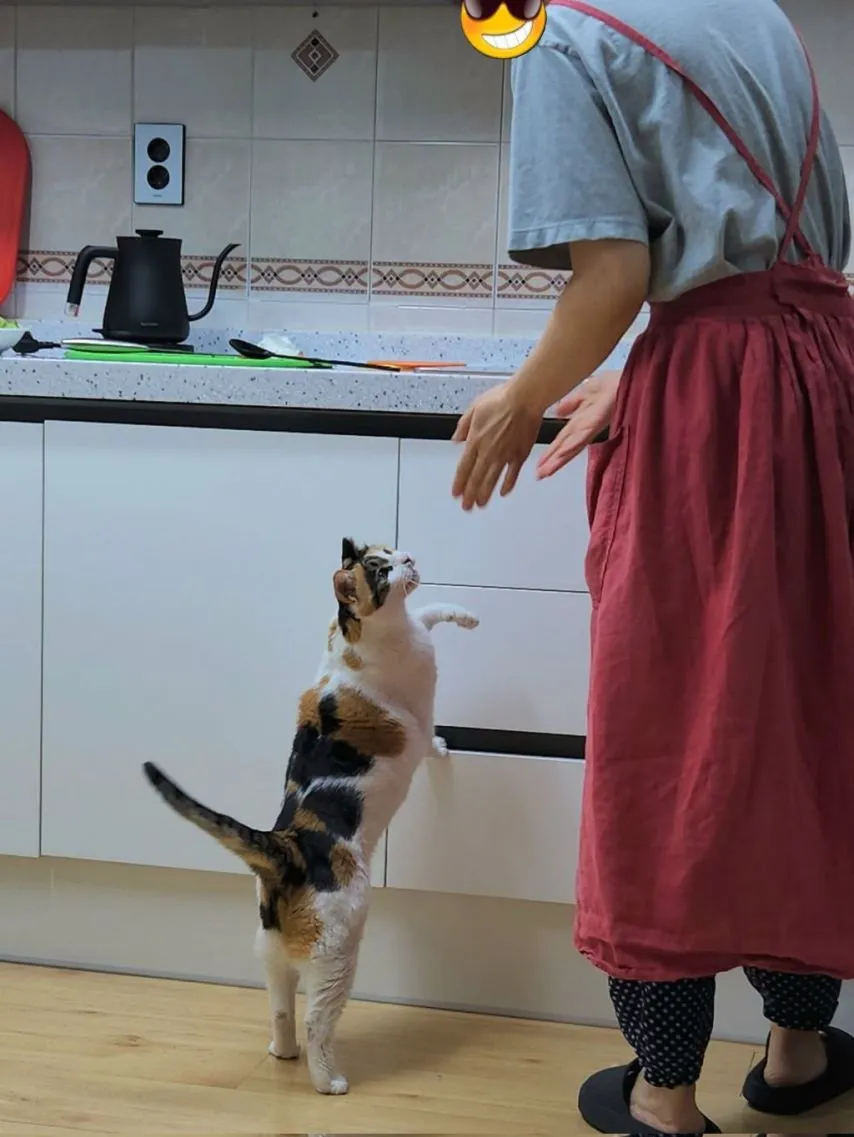고양이 키우는 집에서 참치찌개를 끓였다