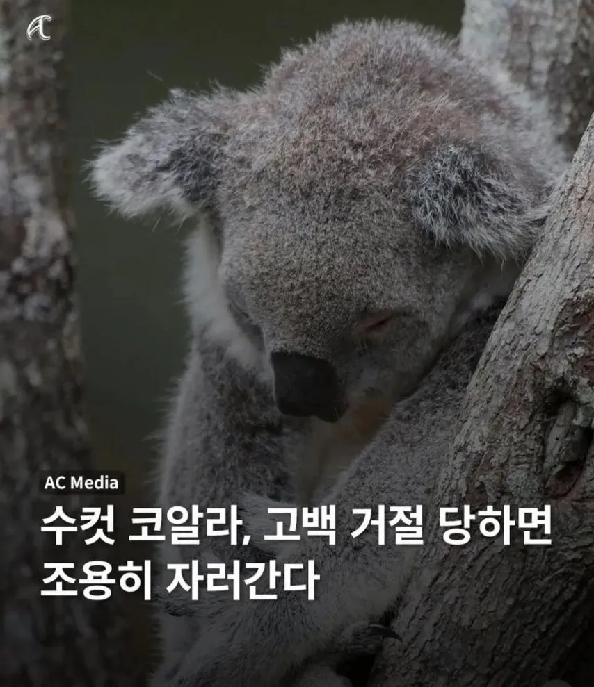 수컷 코알라가 고백을 거절 당했을때 하는행동