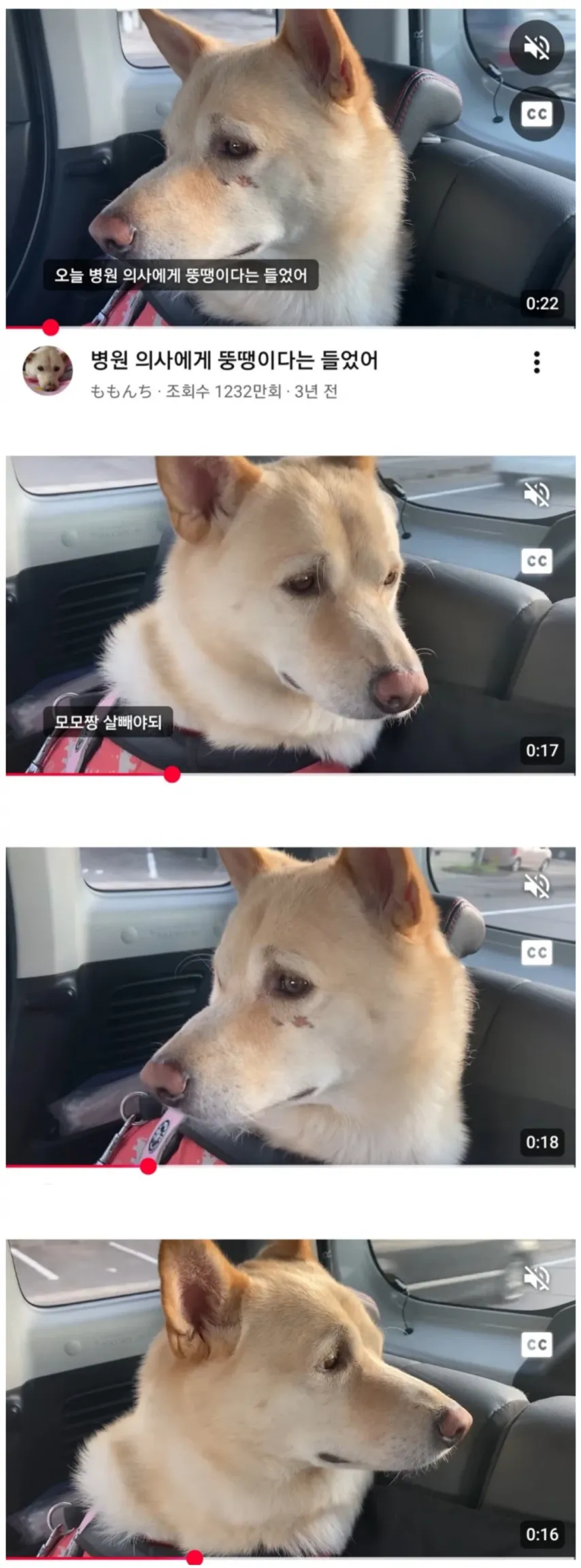 우리 강아지 비만이라고 속삭인 수의사쌤