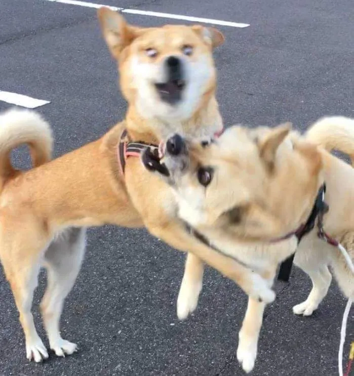 역동적인 개싸움.jpg