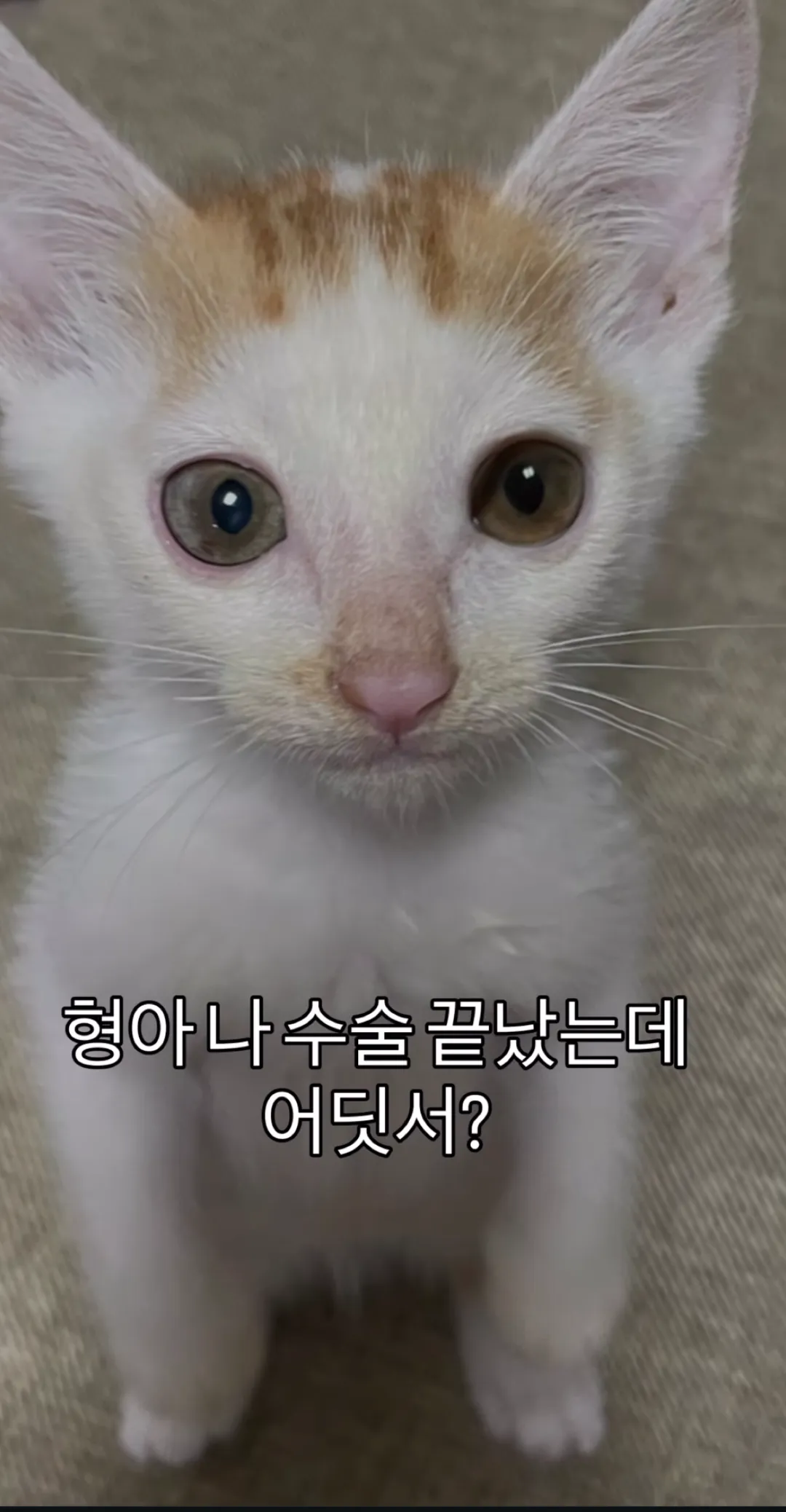 형아! 나 드디어 눈 기증 받게 됐대!