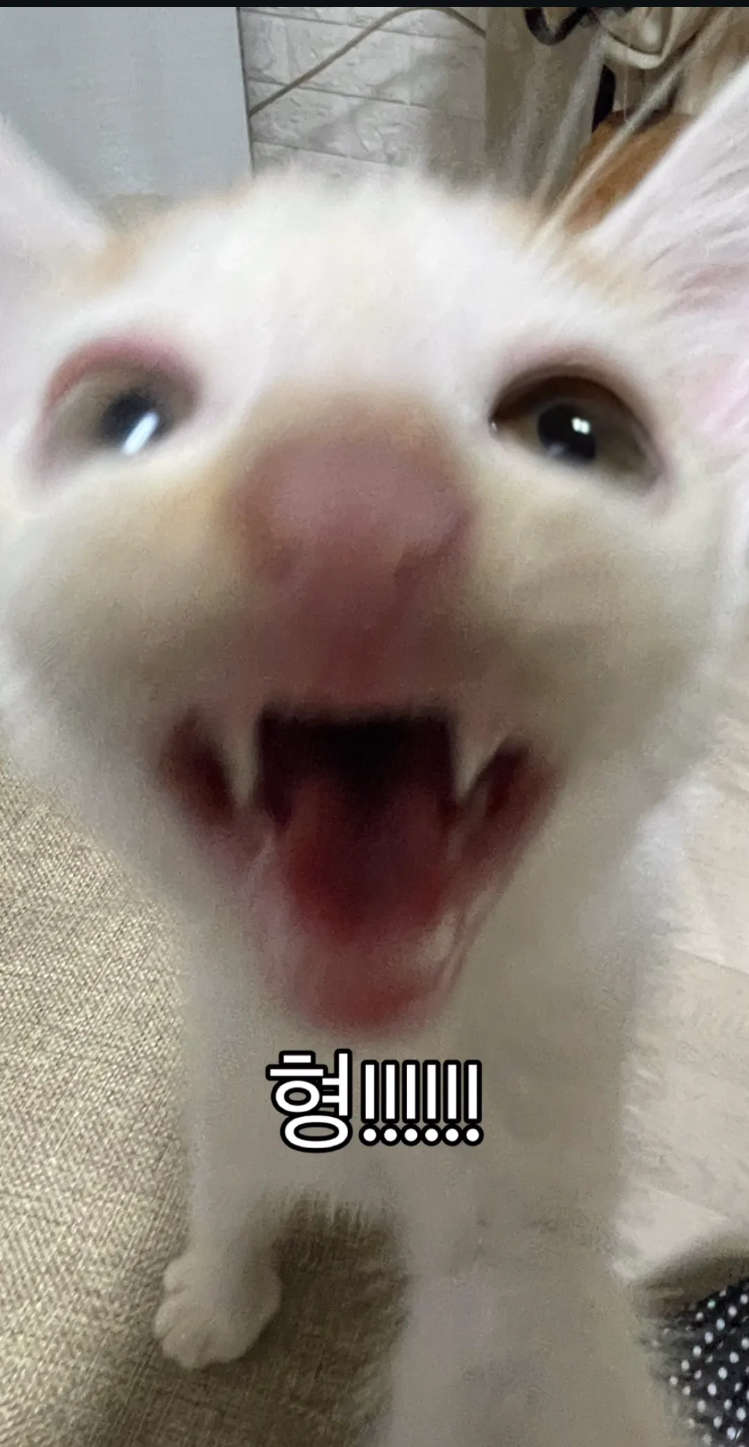 형아! 나 드디어 눈 기증 받게 됐대!