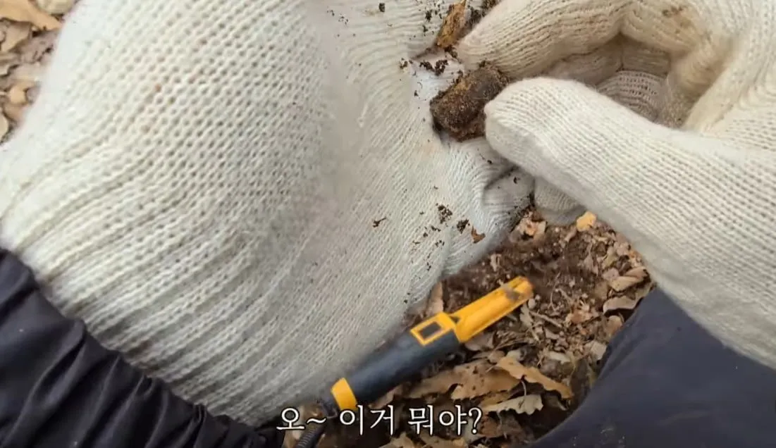 동네 산책로에서 주을수 있는 것들