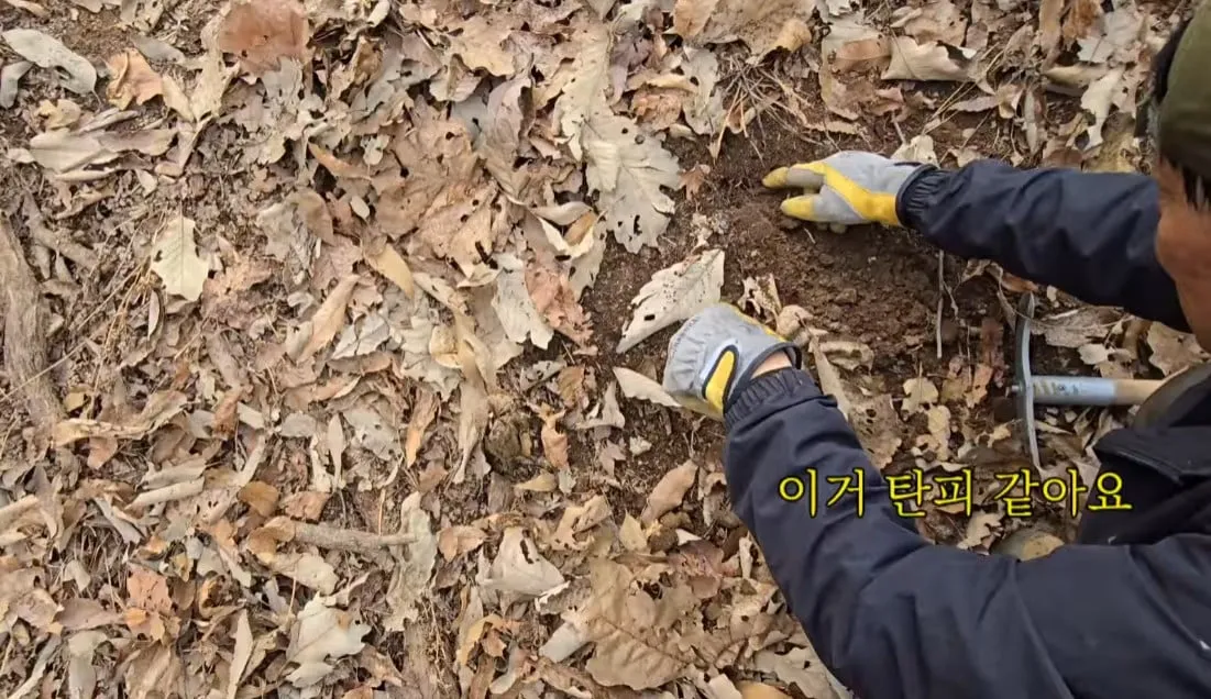 동네 산책로에서 주을수 있는 것들
