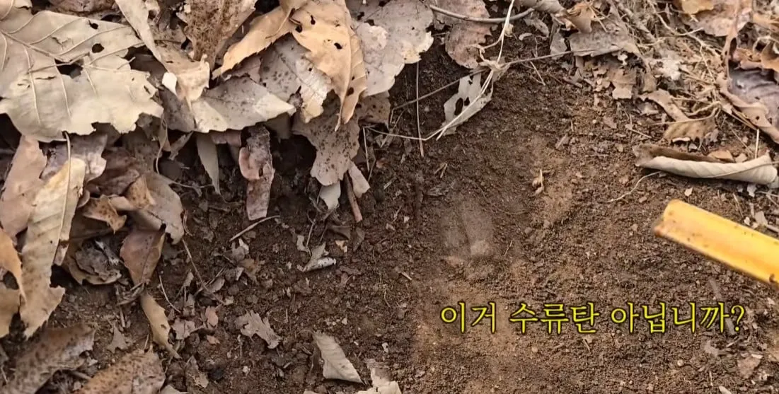 동네 산책로에서 주을수 있는 것들