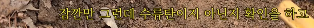 동네 산책로에서 주을수 있는 것들