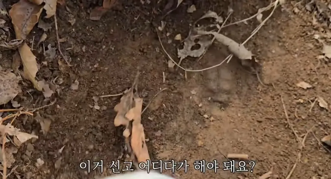 동네 산책로에서 주을수 있는 것들
