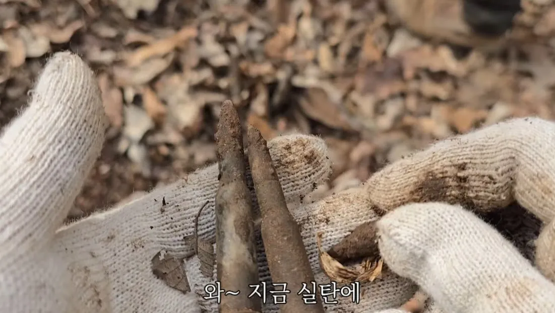 동네 산책로에서 주을수 있는 것들